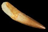 Real Spinosaurus Tooth - Partial Root #118388-1